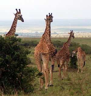 Kenya - Game drive