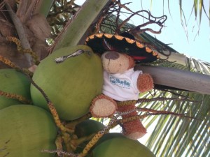 Bayley getting back to nature at Excellence Playa Mujeres Bayley getting back to nature at Excellence Playa Mujeres